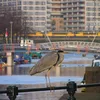 Kattenburgervaart Symbol Image