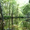 Cache River (Arkansas) Symbol Image