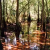 Tickfaw River Symbol Image