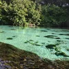 Weeki Wachee River Symbol Image