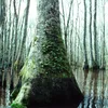 Alligator River Symbol Image
