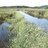 Leaf River (Minnesota) Symbol Image
